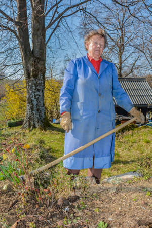 Elderly woman wearing blue coat  gardening with a hoeの写真素材