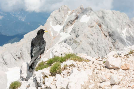 Alpine chough sitting on a rock with mountains in the backの写真素材