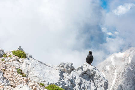Alpine chough sitting on a rock with mountains in the backの写真素材
