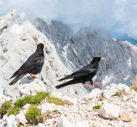 Alpine chough sitting and another landing on a rock with mountain view in the backの写真素材