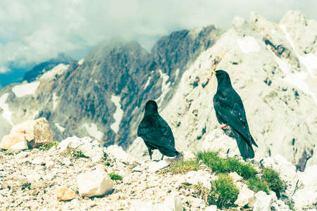 Pair of alpine choughs sitting on a rock with mountain view in the backの写真素材