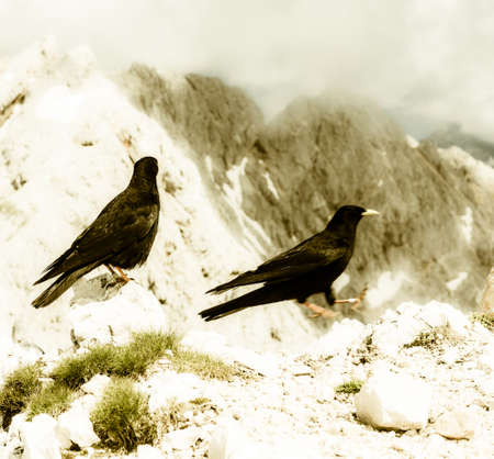 Alpine chough sitting and another landing on a rock with mountain view in the backの写真素材