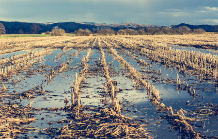 Flooded corn field after the harvest with clouds reflecting in the still waterの写真素材