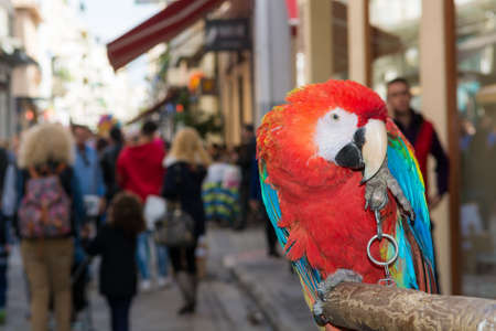 Ara parrot sitting on a pole on a busy street.の写真素材