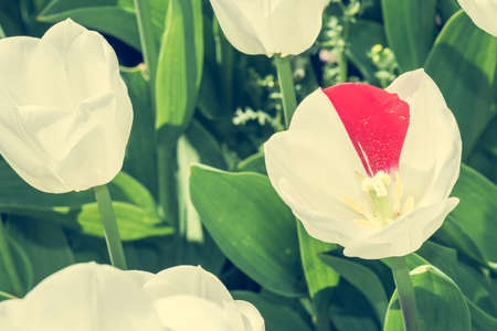 Unique tulip with red color on white leaf.の写真素材