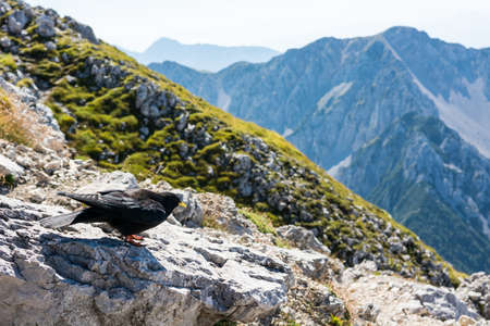 Alpine chough. Bird sitting on a rock with mountain view.の写真素材