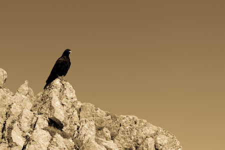 Alpine chough. Bird sitting on a mountain ridge. Blue background.の写真素材