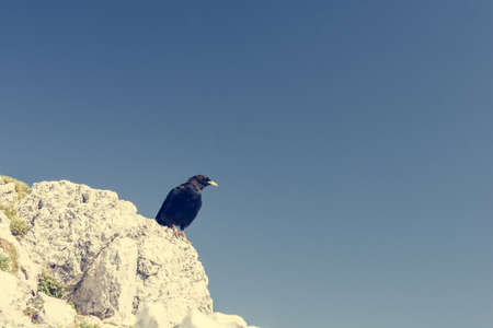Alpine chough. Looking over a rocky ridge. Blue background.の写真素材