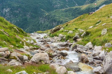 Mountain creek. Water flowing though alpine meadow.の写真素材
