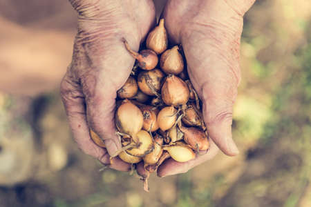 Senior hands holding onions. Close up of baby onions.の写真素材