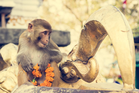 Monkey playing with religious offering. Macaque posing at Monkey temple in Kathmandu.