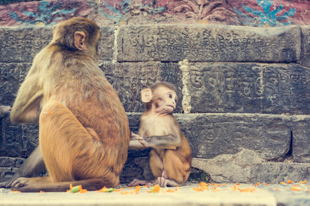 Wild macaque monkeys. Monkey cubs playing around Hindu temple.