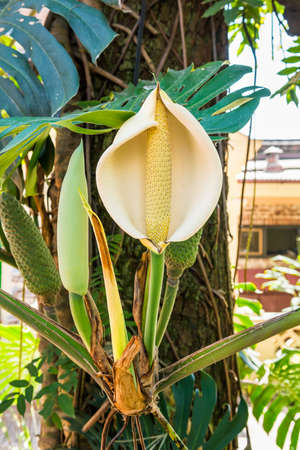Monstera deliciosa plant. Blooming tropical plant with white flower.の写真素材