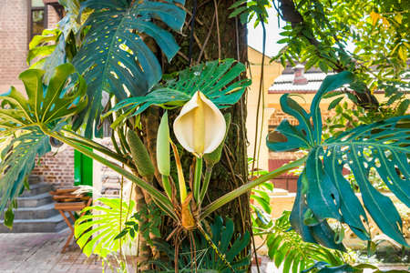 Monstera deliciosa plant. Blooming tropical plant with white flower.の写真素材