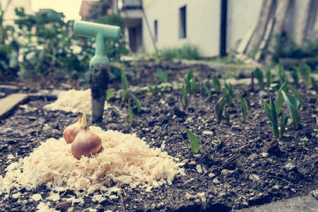 Tulip bulbs ready for planting. Gardening concept.の写真素材