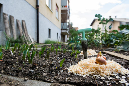 Tulip bulbs ready for planting. Gardening concept.