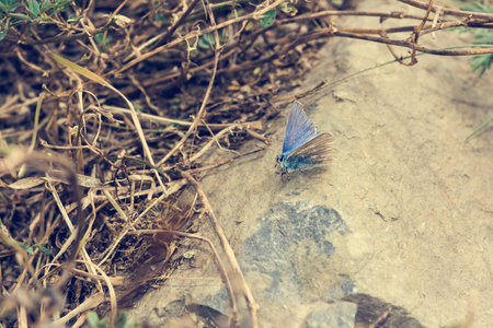 Small and cute blue butterfly sitting on a stone. Autumn foliage.