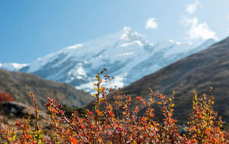 Majestic mountain covered with snow. Autumn foliage in foreground, Annapurna region in Nepal.の写真素材