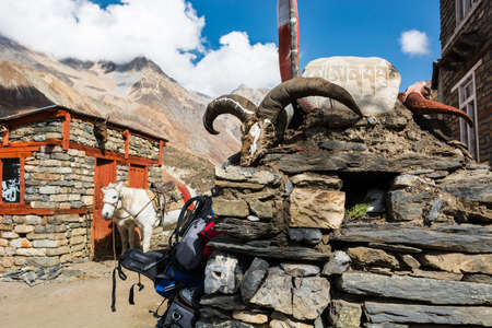Yak skull on a stone pile. Tibetan animistic tradition.の写真素材