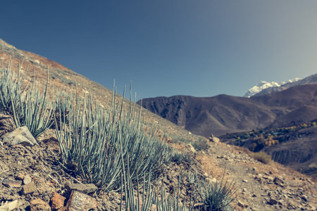 Desert plants growing in arid wastelands. Annapurna circuit trek in Nepal.