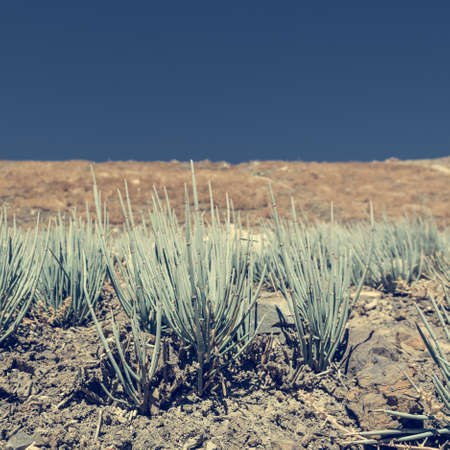 Desert plants growing in arid wastelands. Annapurna circuit trek in Nepal.の写真素材