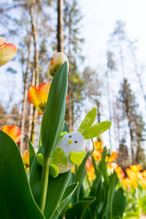 Cute bunny toy hidding among tulips.の写真素材