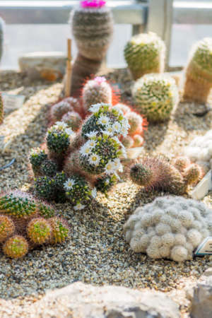 Cactus plants growing in botanic garden.の写真素材