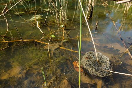 Frog nest floating in a pond.の写真素材