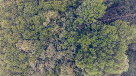 Aerial view of a forest.の写真素材