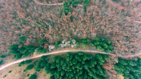Aerial view of road through forest.