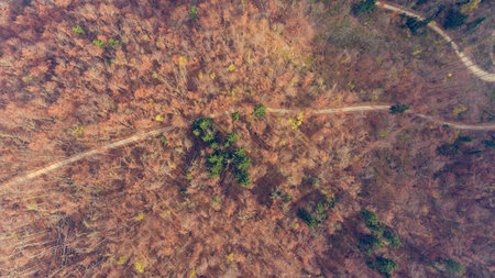Top view of a road through forest.