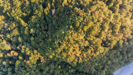 Aerial view of mixed forest.