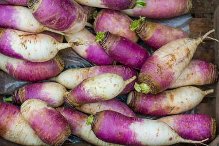 Harvest of organic turnip.の写真素材