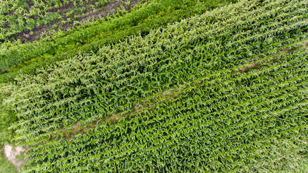 Drop down view of corn fields.の写真素材
