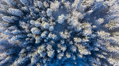 Drop down view of snow covered forest.