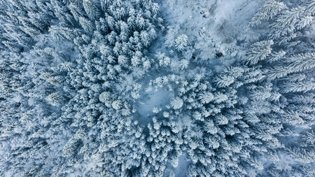 Drop down view of snow covered forest.