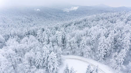 Drop down of a road through snow covered forest.の写真素材