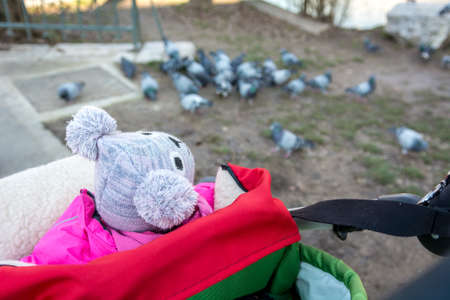 Baby watching pigeons from a stroller.の写真素材