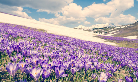 Majestic view of blooming spring crocuses in mountains.