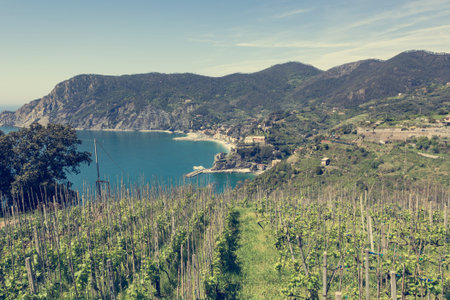 Panoramic view of Mediterranean town through a vineyard.の写真素材