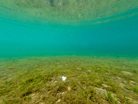 Underwater view of crystal clear forest lake.の写真素材