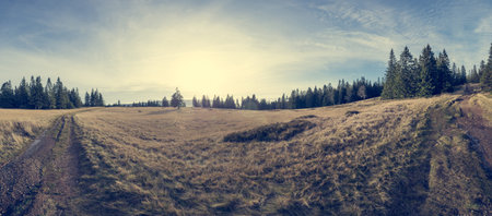 Spectacular autumn landscape with meadow surrounded by pine tree forest.