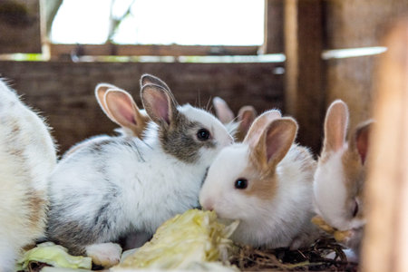 Cute and furry baby bunnies eating cabbage.の写真素材