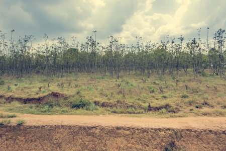 Typical savanna landscape of woodland grassland and red soil.