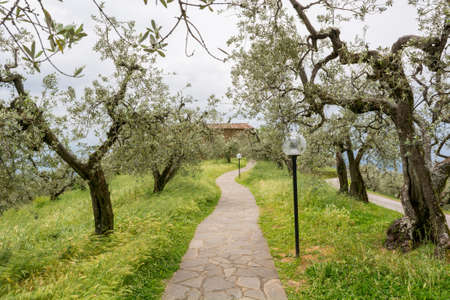 Paved walk path along olive trees illuminated by lamps.の写真素材