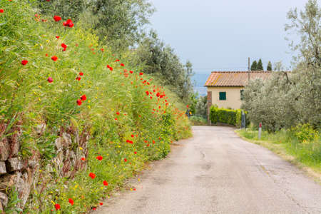 Countryside view of poppy flowers growing along old road.の写真素材
