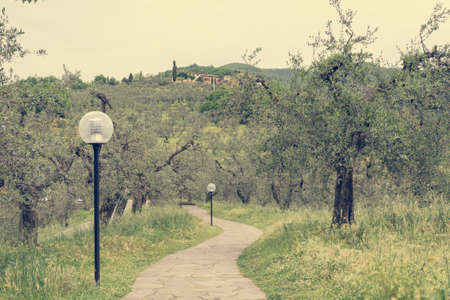 Paved walk path along olive trees illuminated by lamps.の写真素材