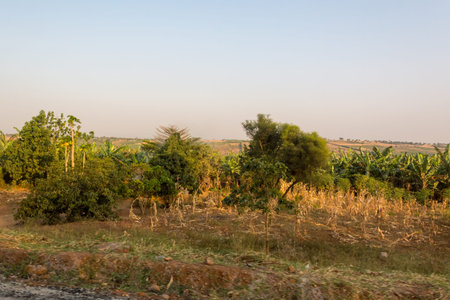 Picking harvest of corn in savannah countryside during dry season.の写真素材