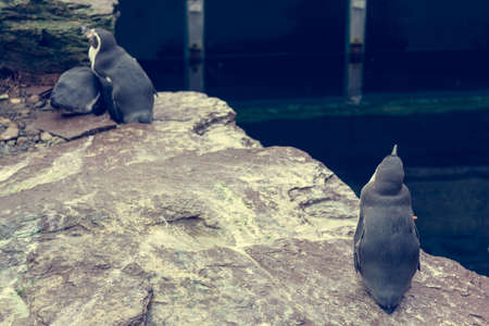Penquin posing outdoor on rocks of local zoo habitat.の写真素材