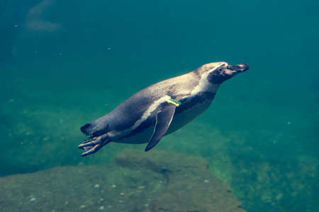 Cute penguin diving in water and searching for food.の写真素材